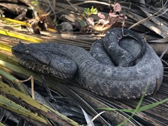 Mixcoatlus melanurus