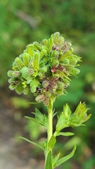 Rhopalomyia anthophila