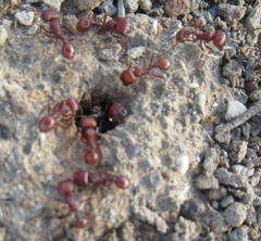 Pogonomyrmex barbatus