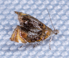 Prochoreutis inflatella