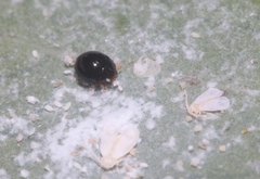 Delphastus catalinae