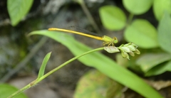 Ceriagrion coromandelianum