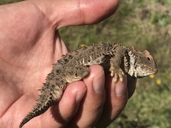 Phrynosoma orbiculare