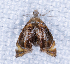 Prochoreutis inflatella