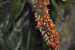 Anthurium pseudospectabile