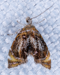 Prochoreutis inflatella