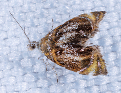 Prochoreutis inflatella