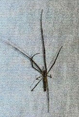 Tetragnatha elongata