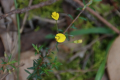 Pultenaea pedunculata