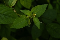 Synedrella nodiflora