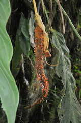 Anthurium pseudospectabile