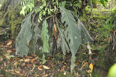 Anthurium pseudospectabile