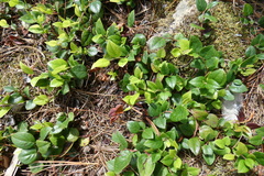 Gaultheria