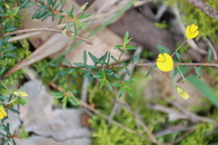 Pultenaea pedunculata