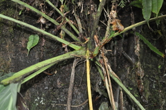 Anthurium pseudospectabile