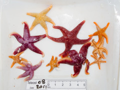 Henricia