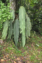 Anthurium pseudospectabile