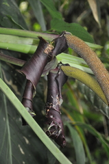 Anthurium pseudospectabile
