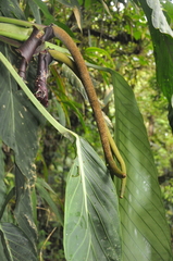 Anthurium pseudospectabile