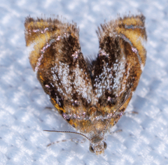 Prochoreutis inflatella