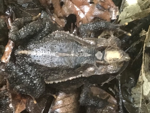 Mountain Toad