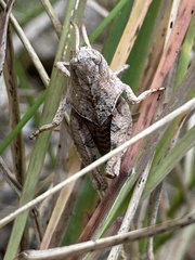 Pardalophora apiculata