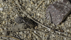 Sphenophorus australis