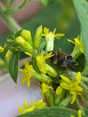 Lepyronia quadrangularis