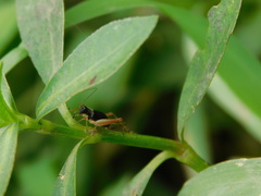 Trigonidium cicindeloides