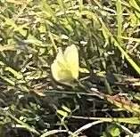 Colias philodice