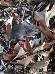 Peromyscus leucopus