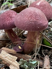 Tricholomopsis rutilans