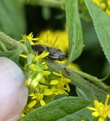 Lepyronia quadrangularis
