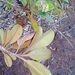 Hibbertia wagapii - Photo (c) juju98, algunos derechos reservados (CC BY-NC), subido por juju98