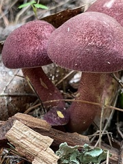 Tricholomopsis rutilans