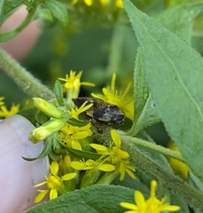 Lepyronia quadrangularis