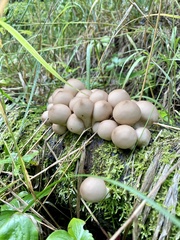 Apioperdon pyriforme