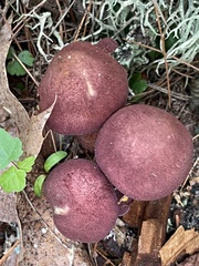 Tricholomopsis rutilans