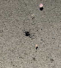 Latrodectus hesperus