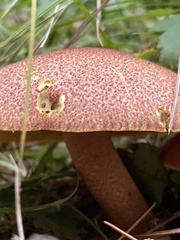 Tricholomopsis rutilans