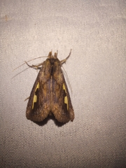 Didugua argentilinea