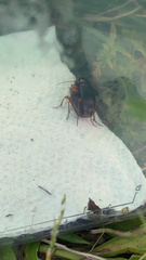 Pseudoophonus