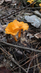 Craterellus ignicolor