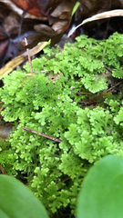 Trichocolea tomentella