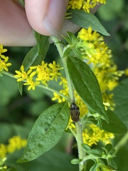 Lepyronia quadrangularis