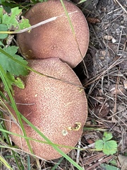 Tricholomopsis rutilans