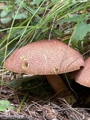 Tricholomopsis rutilans