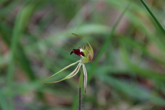 Caladenia parva