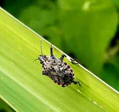 Apateticus lineolatus