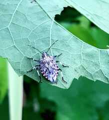 Apateticus lineolatus